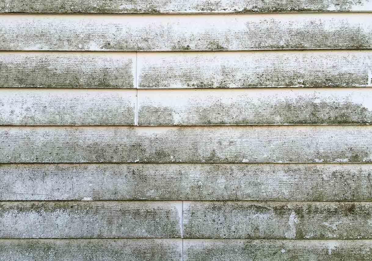 Mildew Growing On Siding