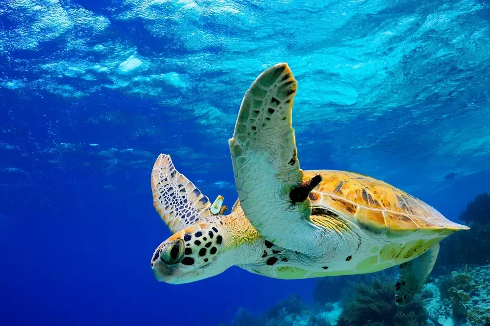 A sea turtle is swimming in the ocean near a coral reef.