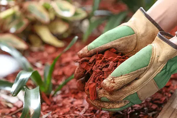 A person is holding a pile of mulch in their hands.