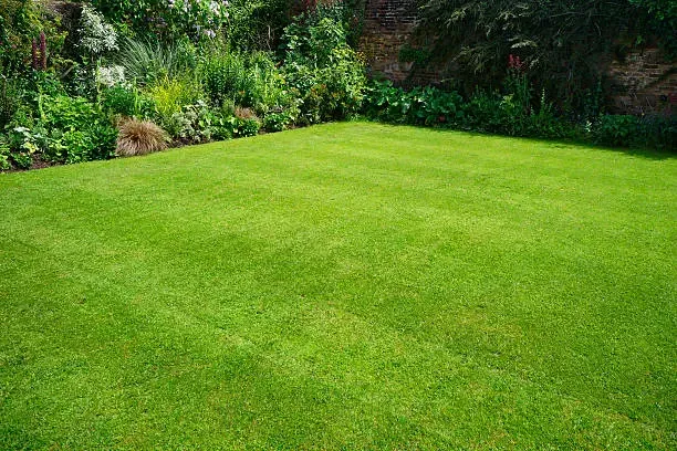 A lush green lawn with a brick wall in the background.