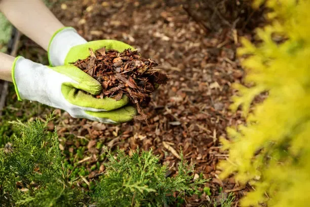 A person is holding a pile of mulch in their hands.