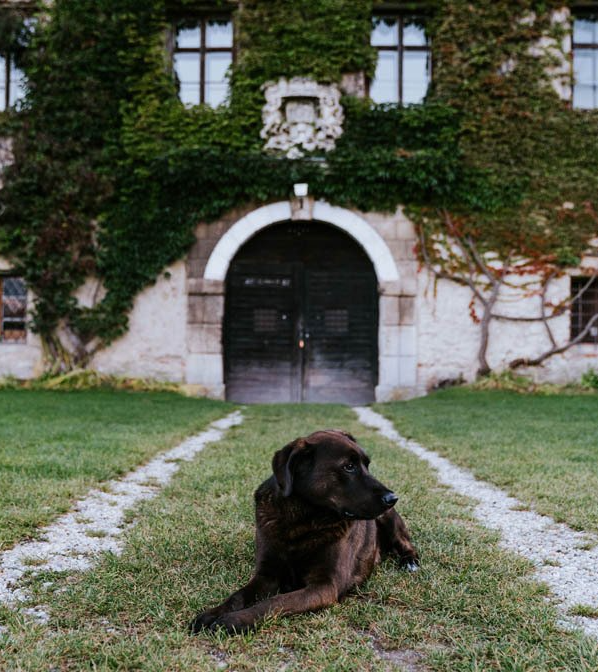 Schloss Haggenberg Hund