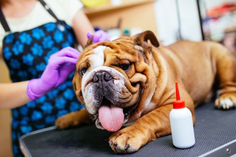 Clean Dog's Ears — Veterinarian Cleaning Dog's Ears in Bordentown, NJ