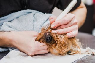 Dog Teeth Cleaning — Dog Undergoes Dental Cleaning in Bordentown, NJ