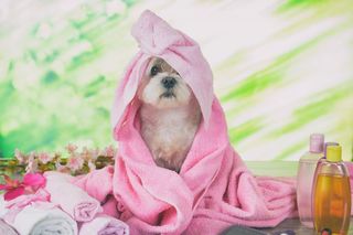 Doggy Day Spa — Little Dog Cover With Towel in Bordentown, NJ