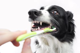 Dog Teeth Cleaning — Dog Undergoes Dental Cleaning in Bordentown, NJ
