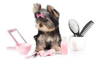 Doggy Spa Day — Beautiful Puppy With Grooming Materials in Bordentown, NJ