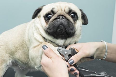 Dog Nail Clipping — Woman Cuts the Claws of Dog in Bordentown, NJ