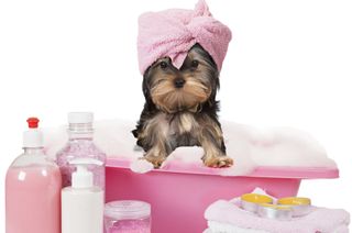 Dog Spa Packages — Pretty Puppy Taking a Bath in Bordentown, NJ
