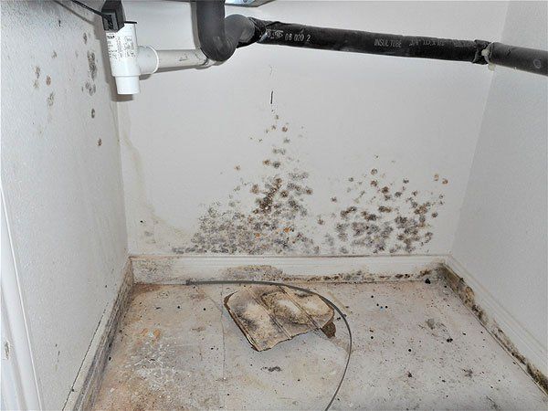 mold damage from water