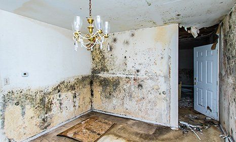 We diagnose damp for you