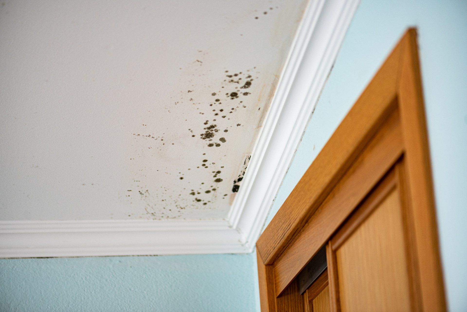 Mould in Ceiling — Newcastle, NSW — Big Boys Newcastle