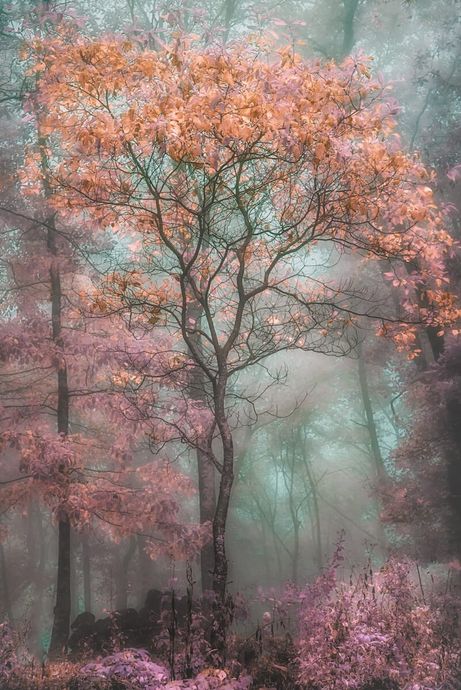 Magical Forest by Tammy Cook Photography