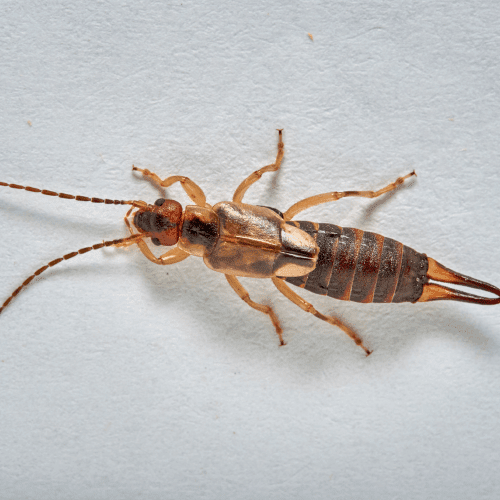 Earwig insect with brown body and pincers on a white surface.