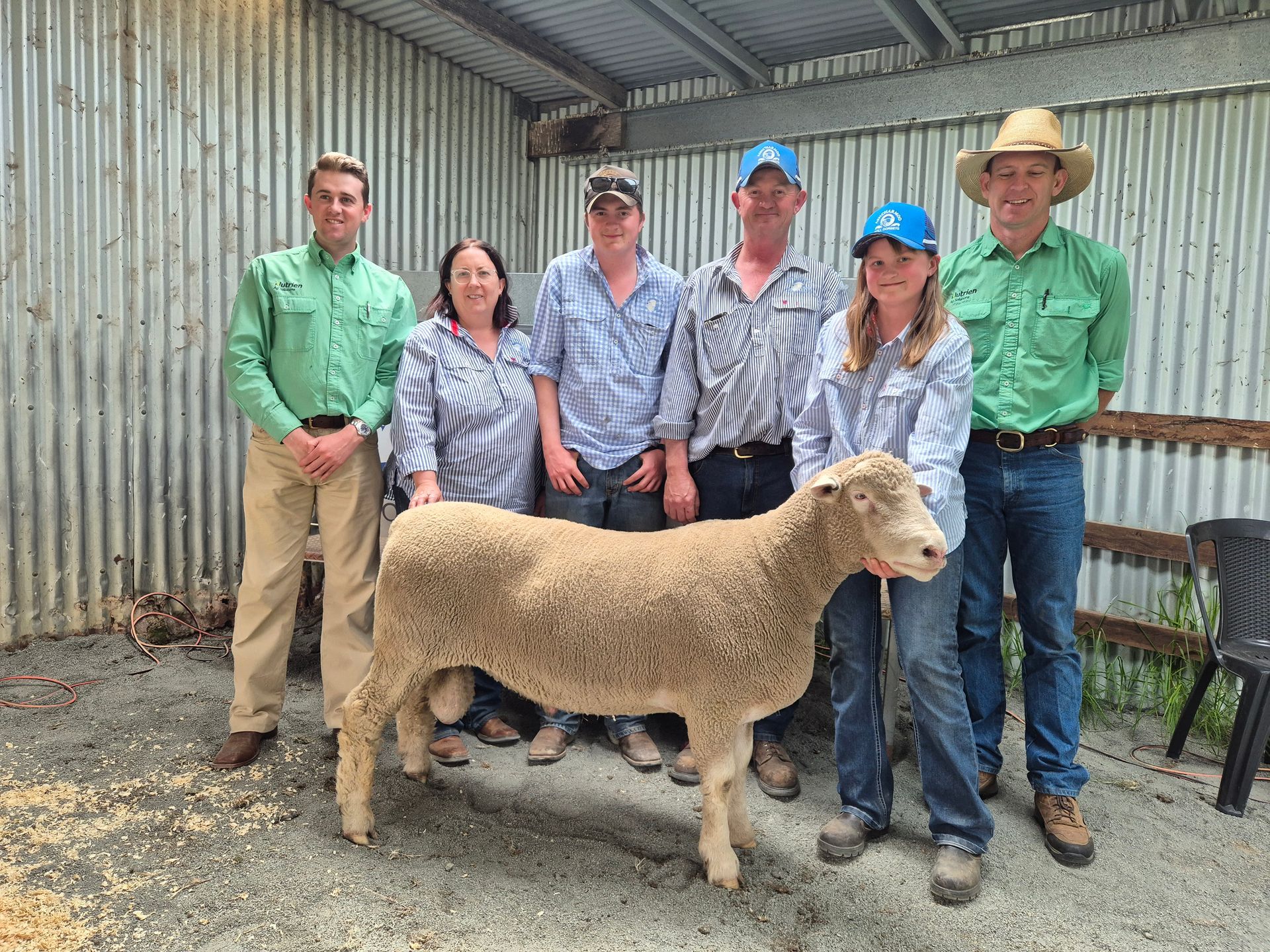 Three people stand behind three sheep. They are outside under a wooden structure.