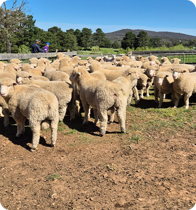 A flock of sheep in a fenced pen on a sunny day. Two people are visible in the background.