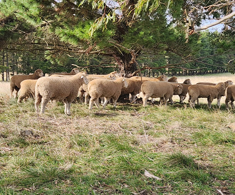 Sheep graze under a large tree in a grassy field on a sunny day.