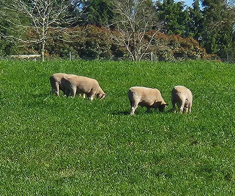Sheep grazing in a green field with trees in the background.