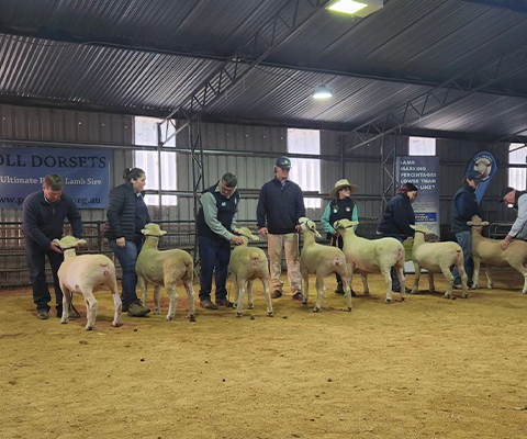 People examining sheep in an indoor pen. The sheep are white and standing on dirt.
