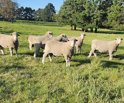 Flock of light brown sheep grazing in a green grassy field on a sunny day.