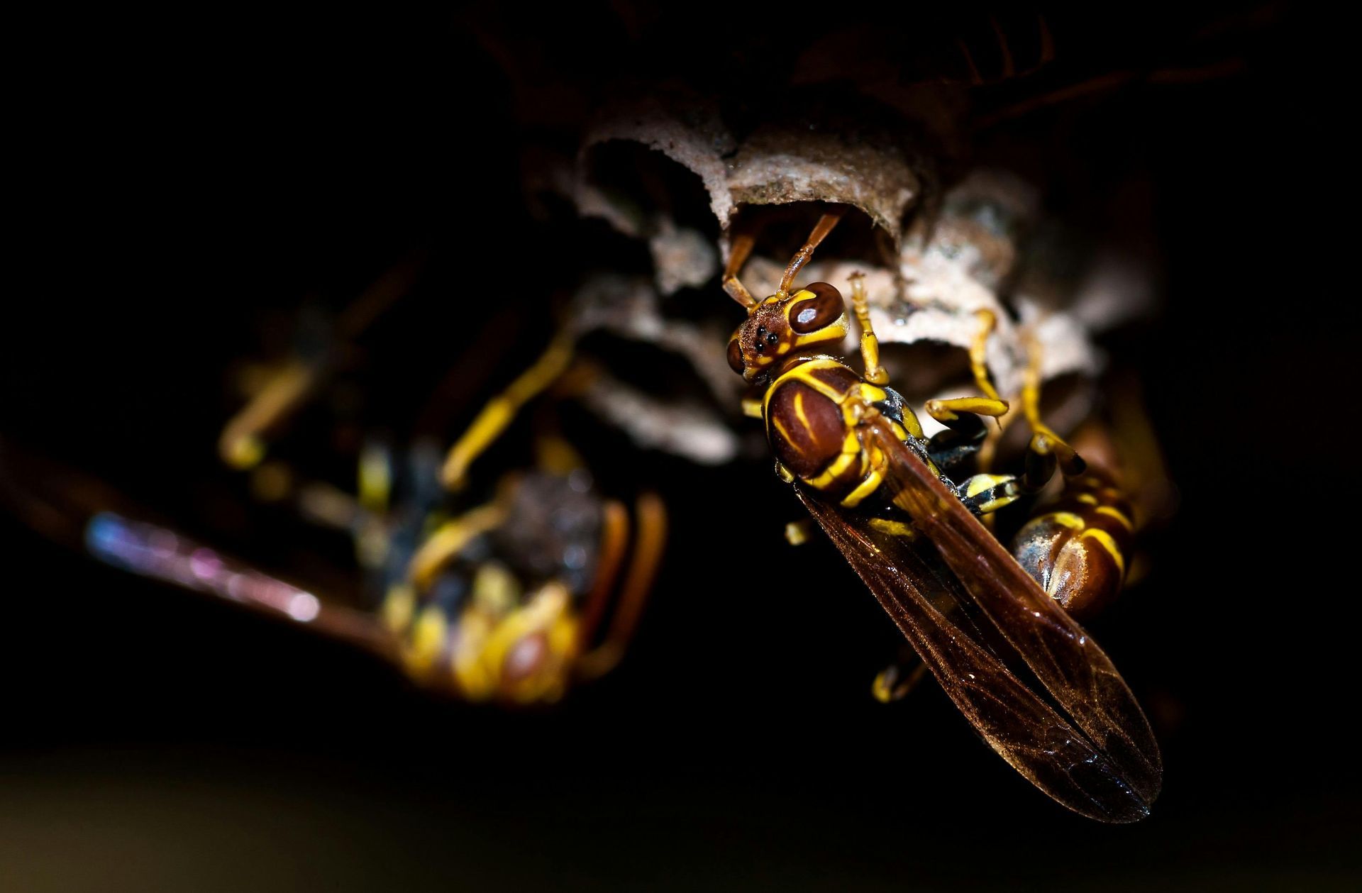 A close up of a wasp sitting on top of a nest.