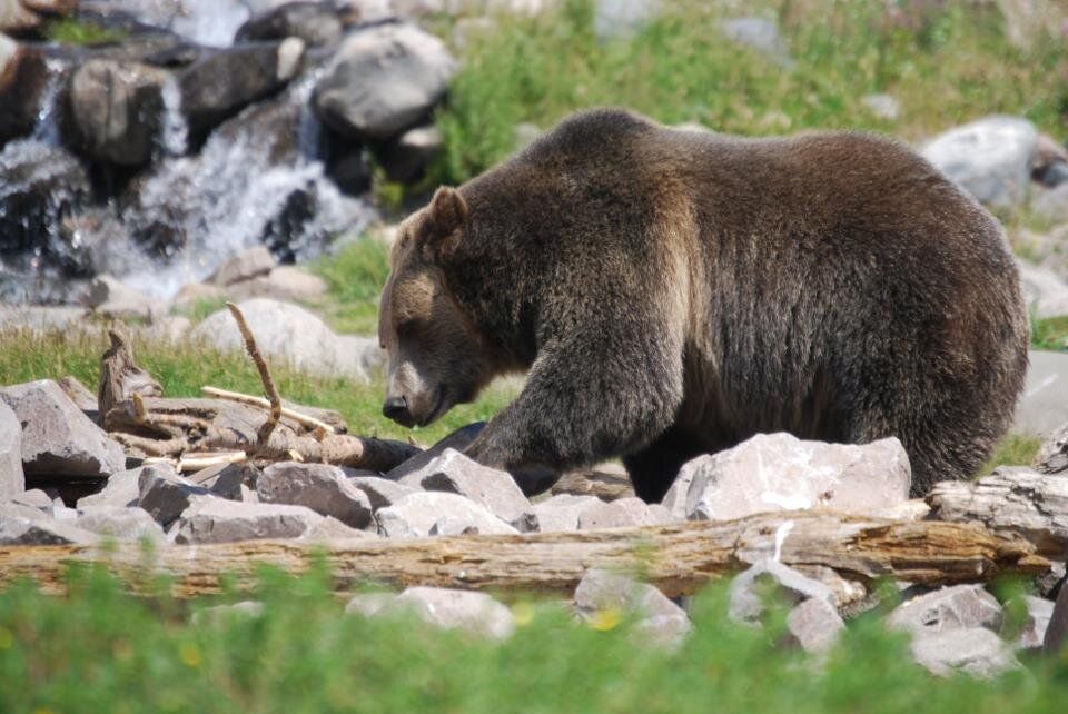 Brown bear walking on rocky riverbank near flowing water and green grass