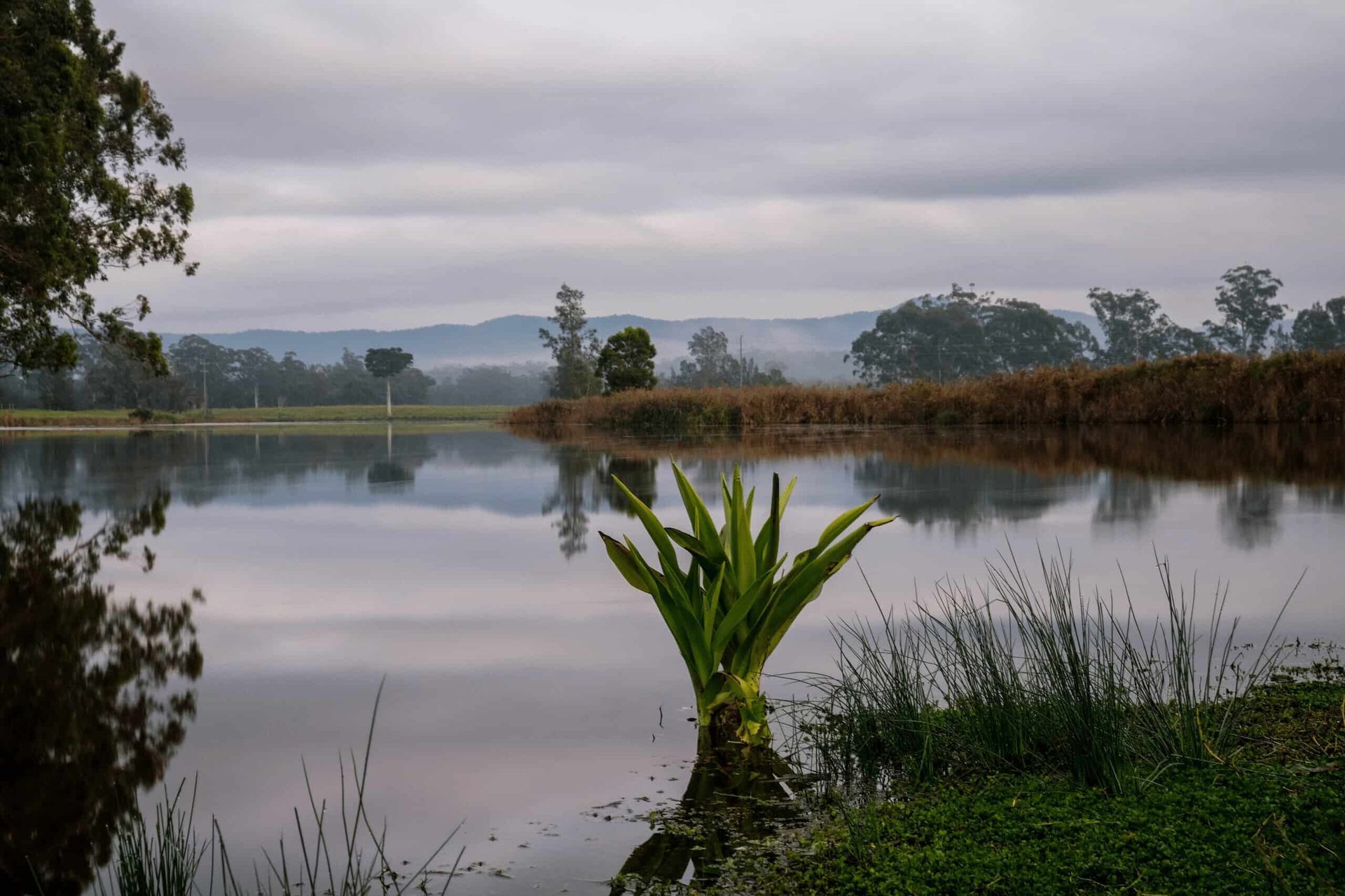 A Small Plant is Growing in the Middle of a Lake — Mackie's Concrete Pumping In Bulahdelah, NSW