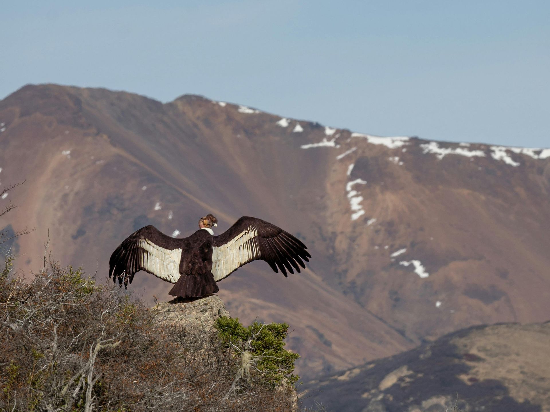 LGBT travel to Santiago de Chile. LGBT adventure, GAy tours, Gay travel, LGBT travel, LGBT Tour, Condor in the Andes