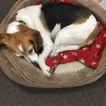 Dog Sleeping on A Dog Pillow — Travel Accessories in Tukwila, WA