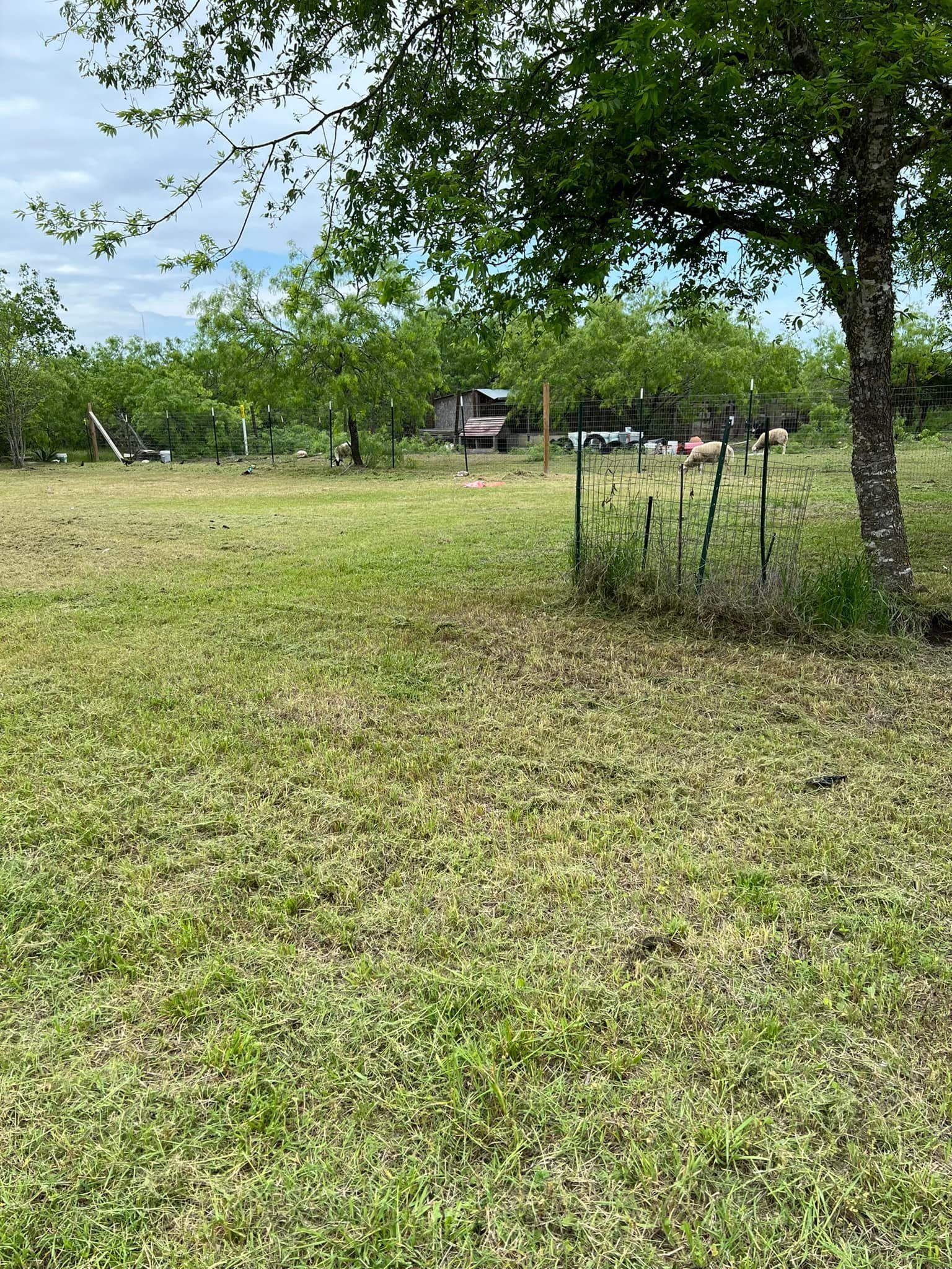 Green grassy yard with trees, cloudy sky, and a small shed in the distance.