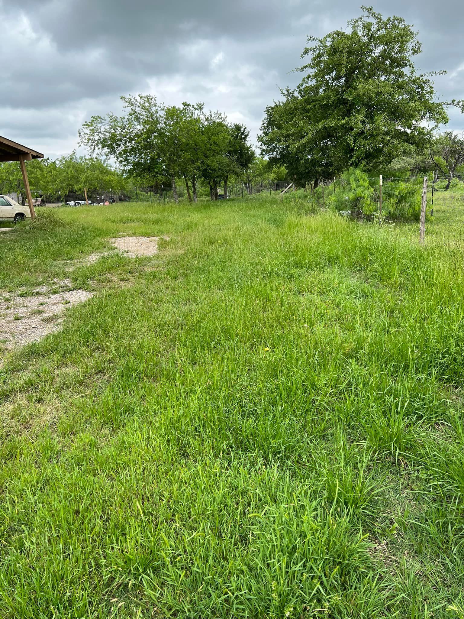 Grassy field with scattered trees under a cloudy sky.