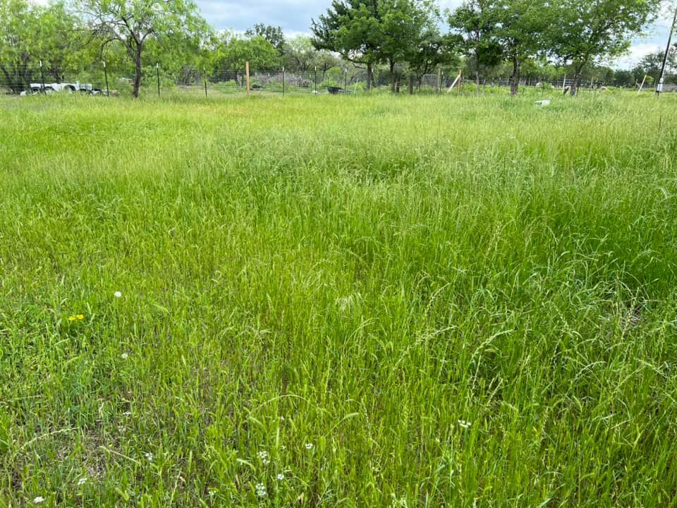 Grassy field with tall, green grass. Trees and a cloudy sky in the background.