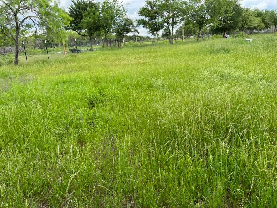 Green field with tall grass, trees in the background, and a cloudy sky.