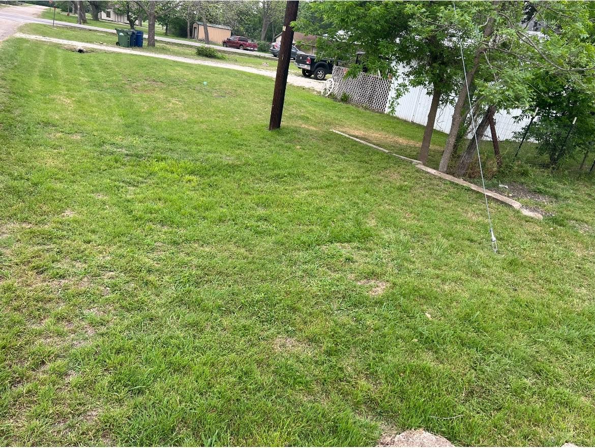 Green grassy yard, street in the background, power pole and trees present, clear sky.