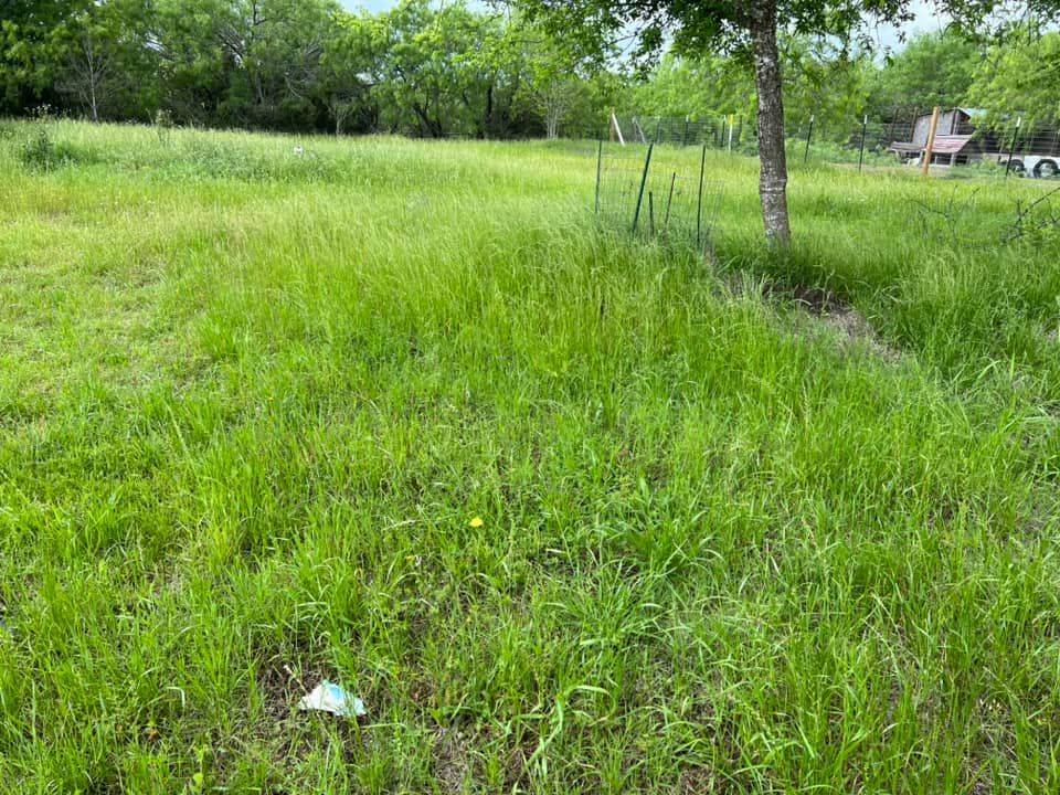 Lush green field with tall grass, a tree, and a small building in the background. Overgrown with weeds.