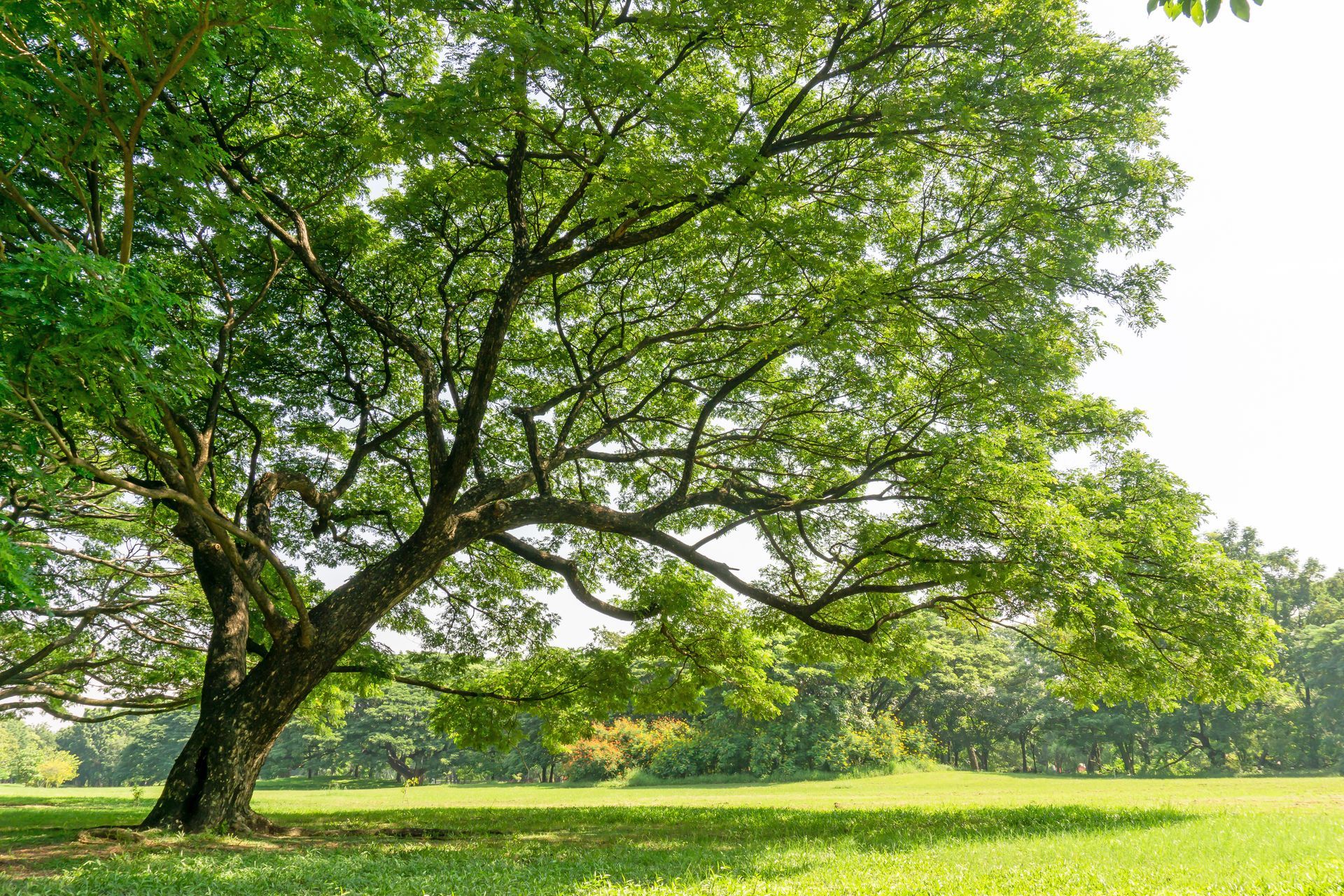 Large tree with green foliage casting shadow on a grassy field; sunny day.