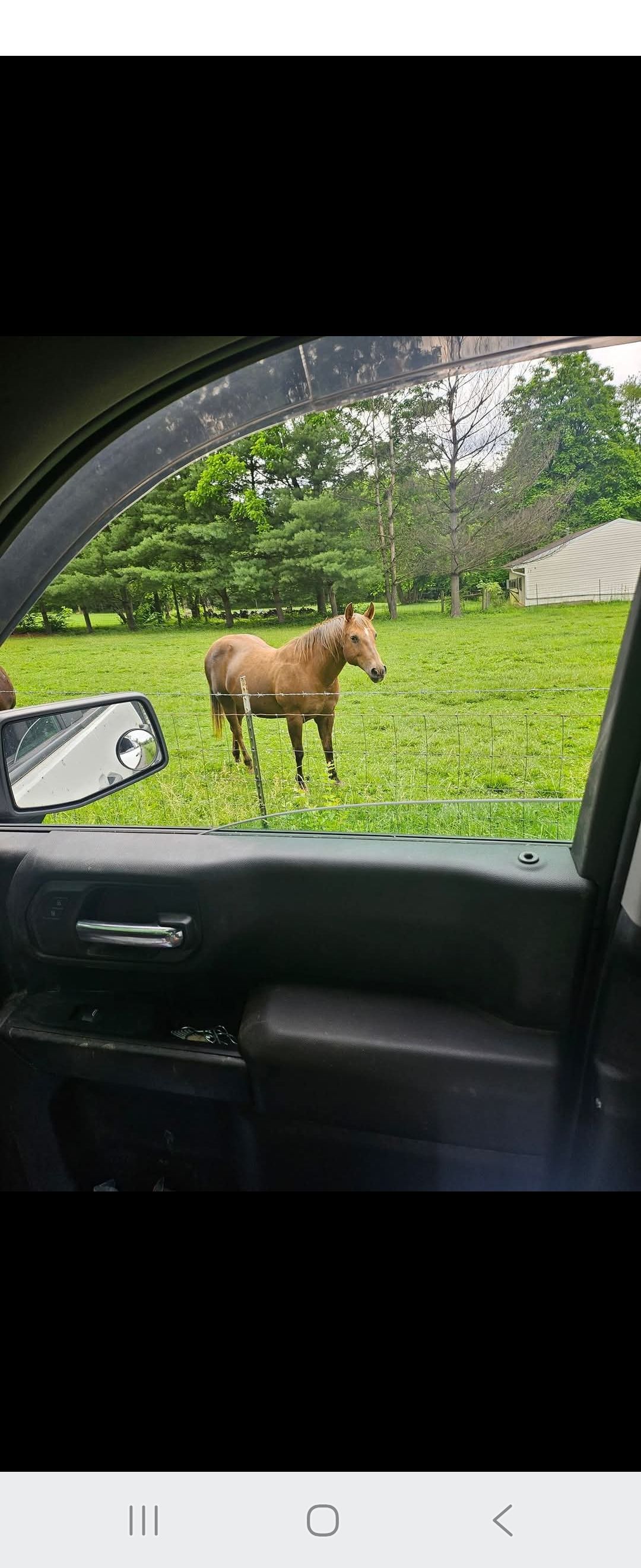 A brown horse stands in a green field, seen through a car window.