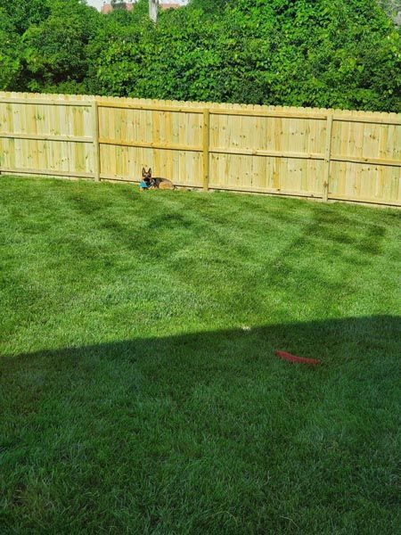 Dog in a grassy yard, near a wooden fence, under sunny skies.