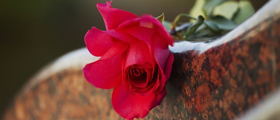 rosa fiore rosso