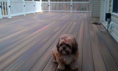 Roofing — Cute Puppy in the Deck in Woodbridge, VA