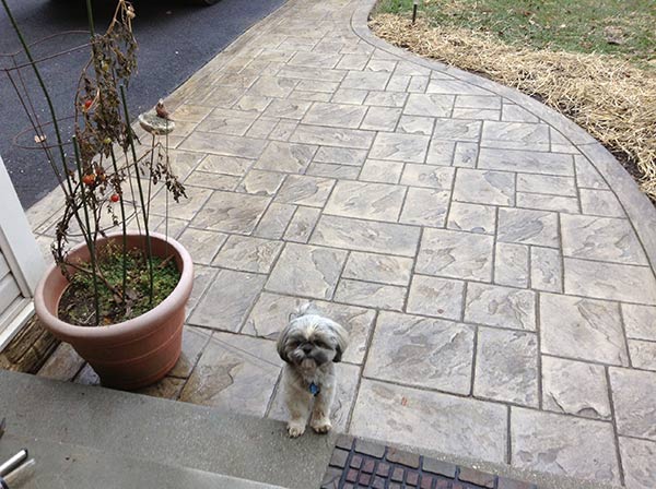 Terrace — Cute puppy in the walkway in Woodbridge, VA
