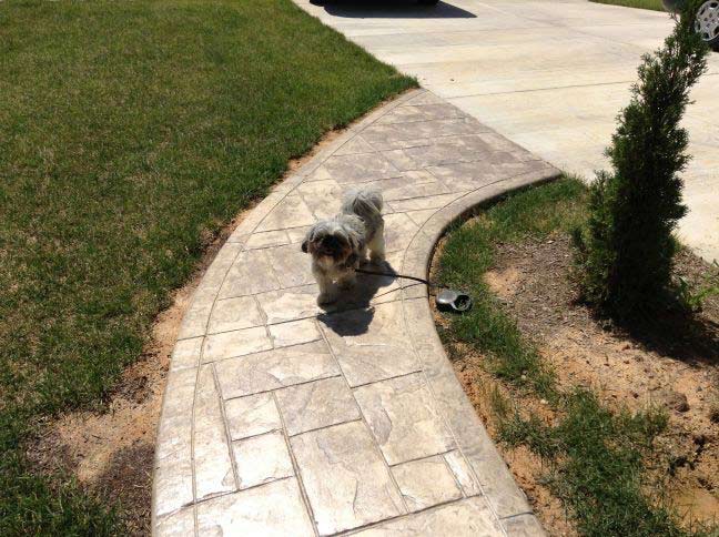 Adjustment — Cute puppy in the hallway in Woodbridge, VA