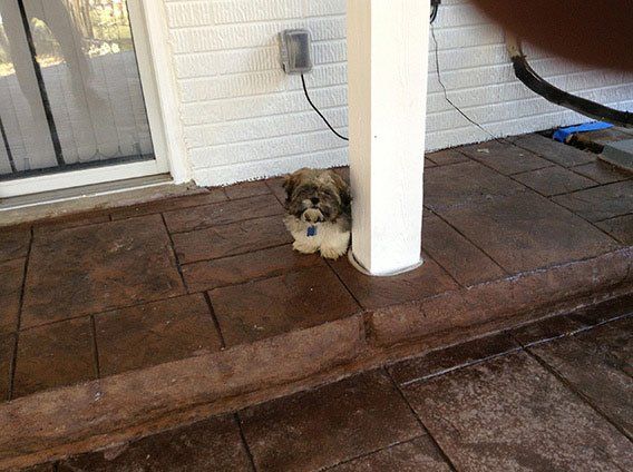 Reformation — Cute puppy in the floor in Woodbridge, VA