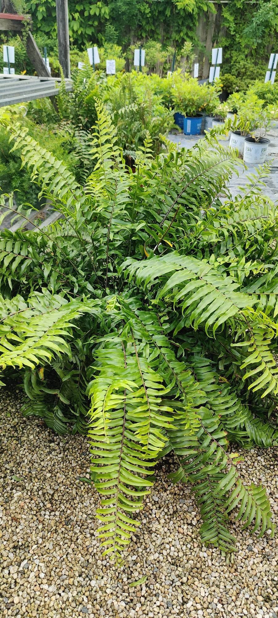 Lush green fern in a garden bed with gravel foreground and potted plants behind