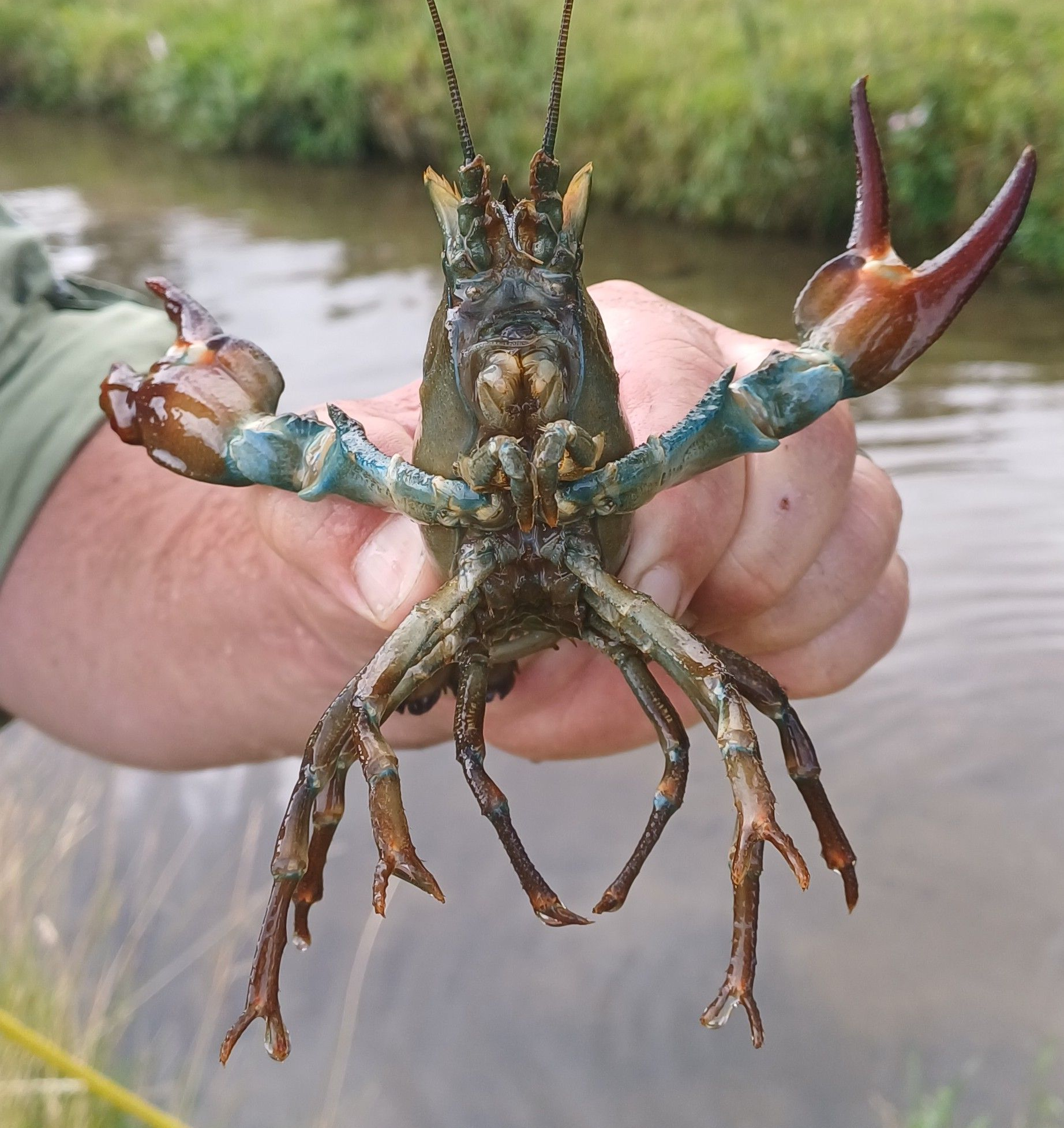 Person holding signal crayfish