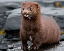 American mink sitting on rock