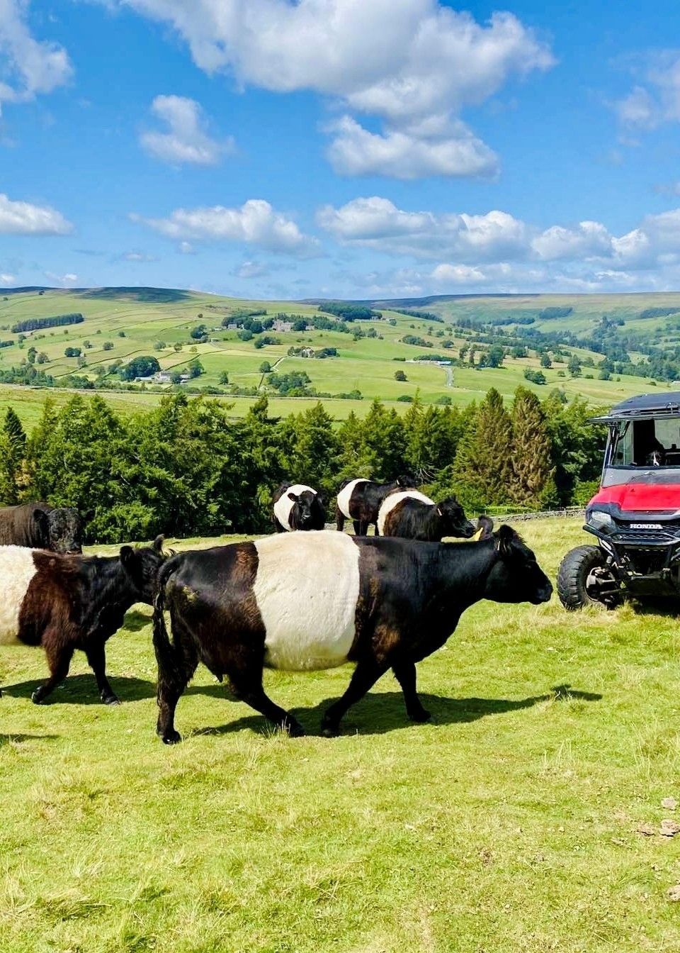 Belties in Nidderdale
