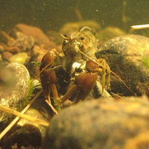 crayfish