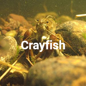 Crayfish