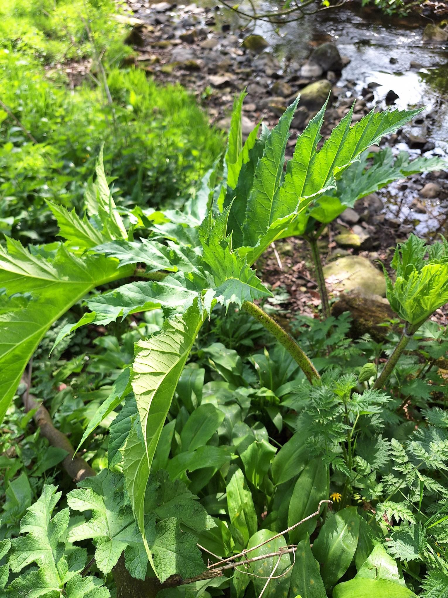 Giant hog weed
